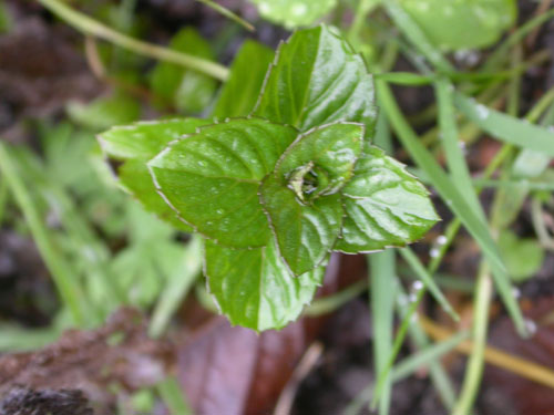 Fichier:Menthe basilic.jpg