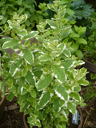 Fichier:Menthe panaché.jpg