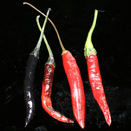 Fichier:Naga jolokia purple.jpg