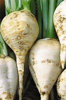 Navet 'Teltower Kleine'-1.jpg