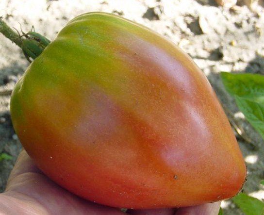 Fichier:Nicky Crain OP-1.jpg