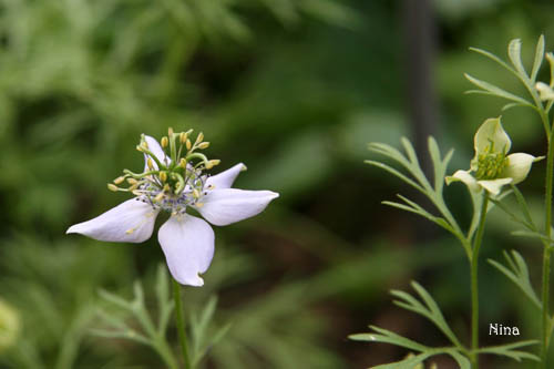 Fichier:Nigelle cultivée-2.jpg