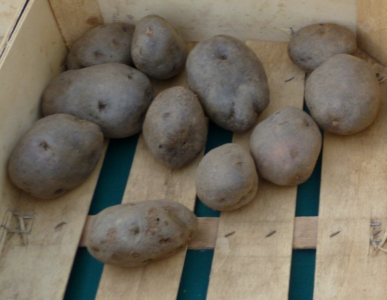 Fichier:Noire des Montagnes .jpg