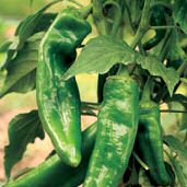 Numex Conquistador.jpg