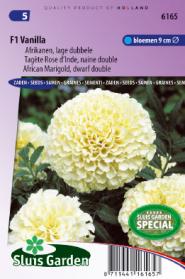 Oeillet d'inde vanilla-2.jpg