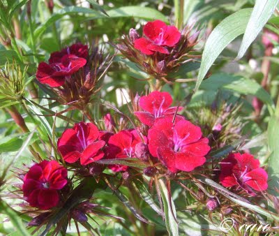 Fichier:Oeillet de poète.jpg