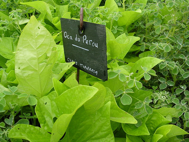 Fichier:Oka du perou-1.jpg