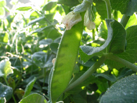 Fichier:Oregon Sugar Pod.jpg