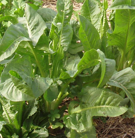 Fichier:Oseille epinard.jpg