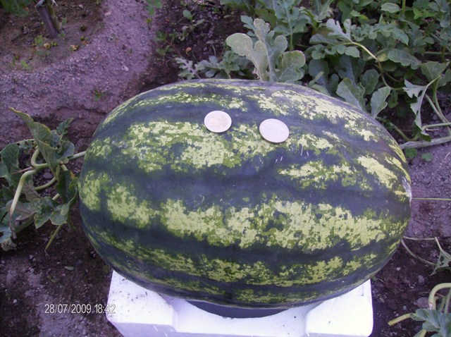 Fichier:PASTEQUE orangeglo.jpg