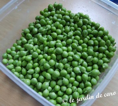 Fichier:PETIT POIS petit provencal.jpg