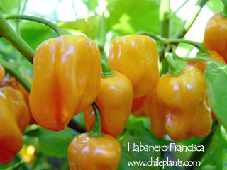 Fichier:PIMENT Habanero Francisca-1.jpg