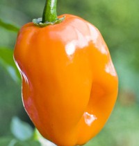 PIMENT Habanero Francisca-2.jpg