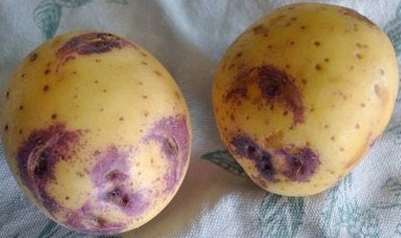 Fichier:POMME DE TERRE Blue Belle-1.jpg