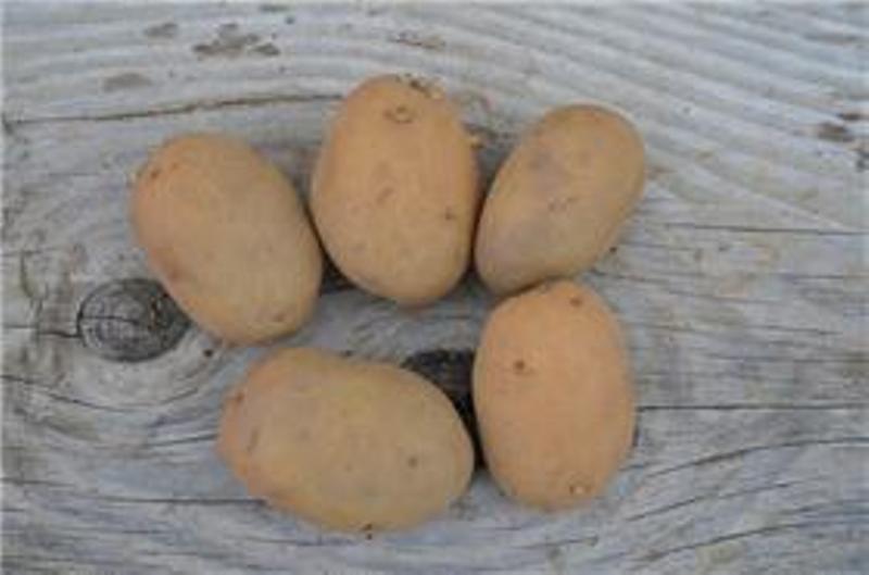 Fichier:POMME DE TERRE apollo.jpg