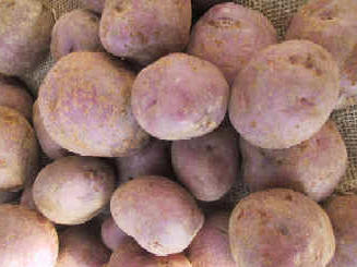 Fichier:POMME DE TERRE bleue d auvergne.jpg