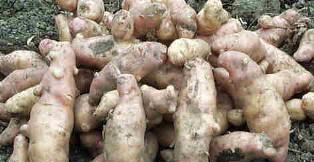 Fichier:POMME DE TERRE pink fir apple-1.jpg