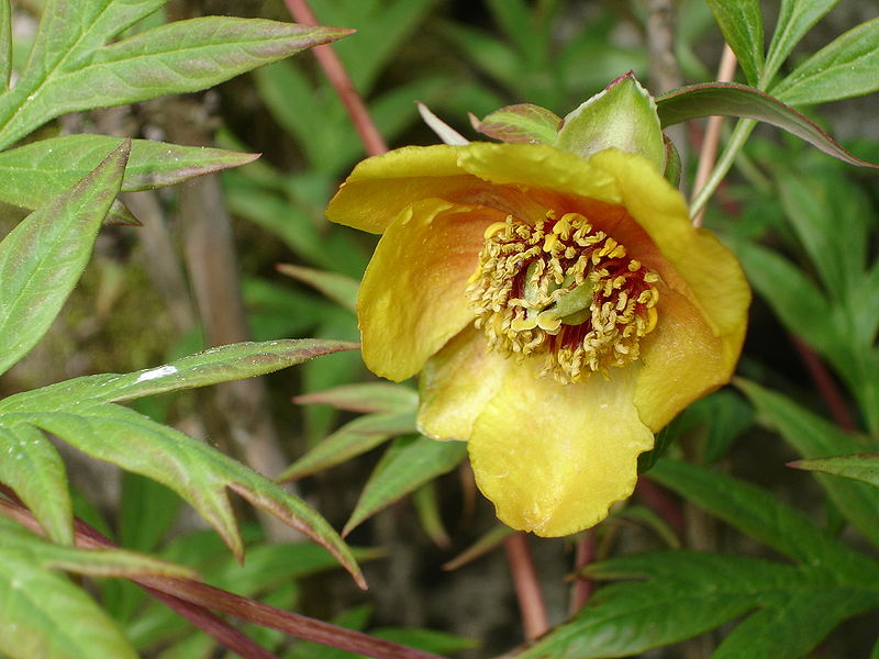 Fichier:Paeonia lutea.jpg
