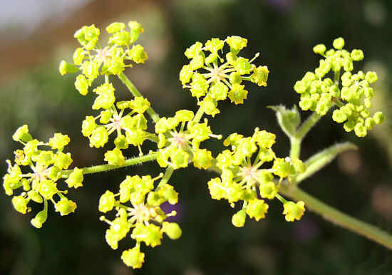 Fichier:Panais Commun-1.jpg