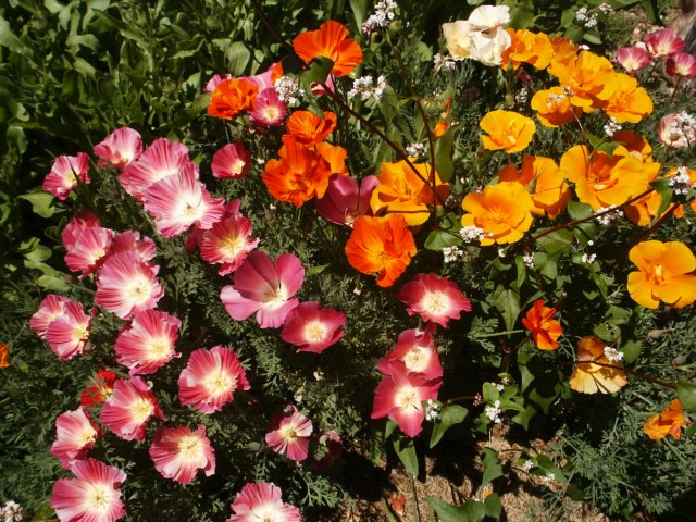 Fichier:Pavot de Californie 'Mikado'-1.jpg