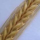 Petit épautre-2.jpg