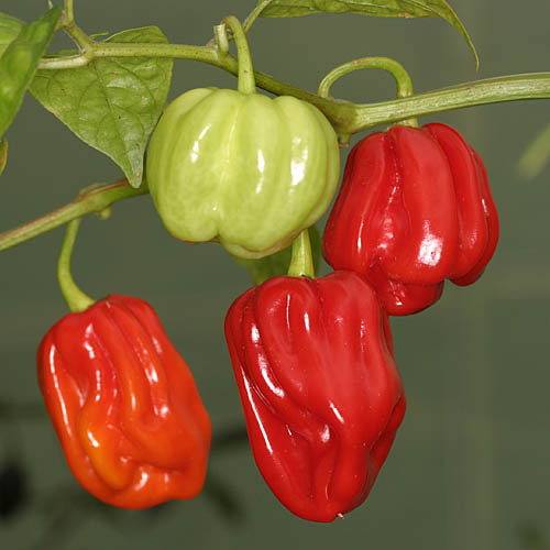 Fichier:Piment aji chombo.jpg