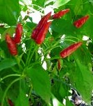 Piment bahamian-1.jpg