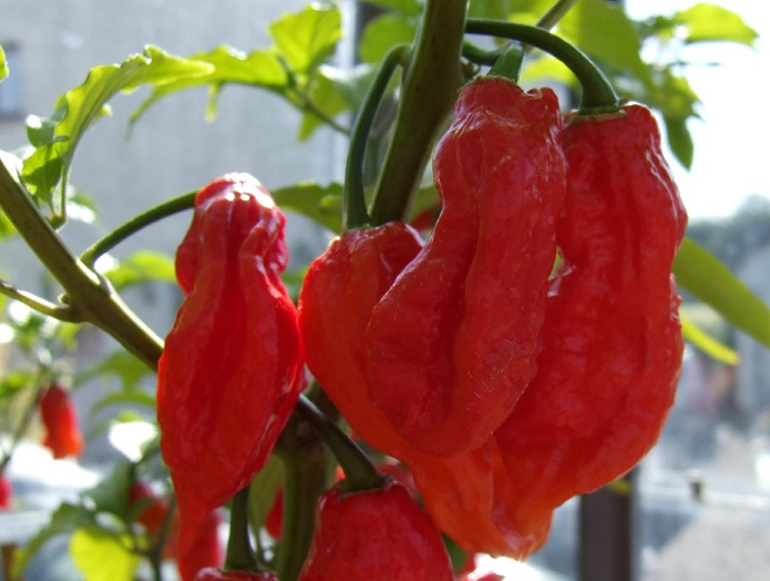 Fichier:Piment bhut jolokia-1.jpg