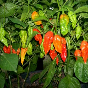 Fichier:Piment bhut jolokia-2.jpg