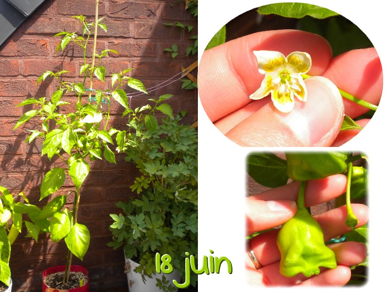 Fichier:Piment bishop crown.jpg