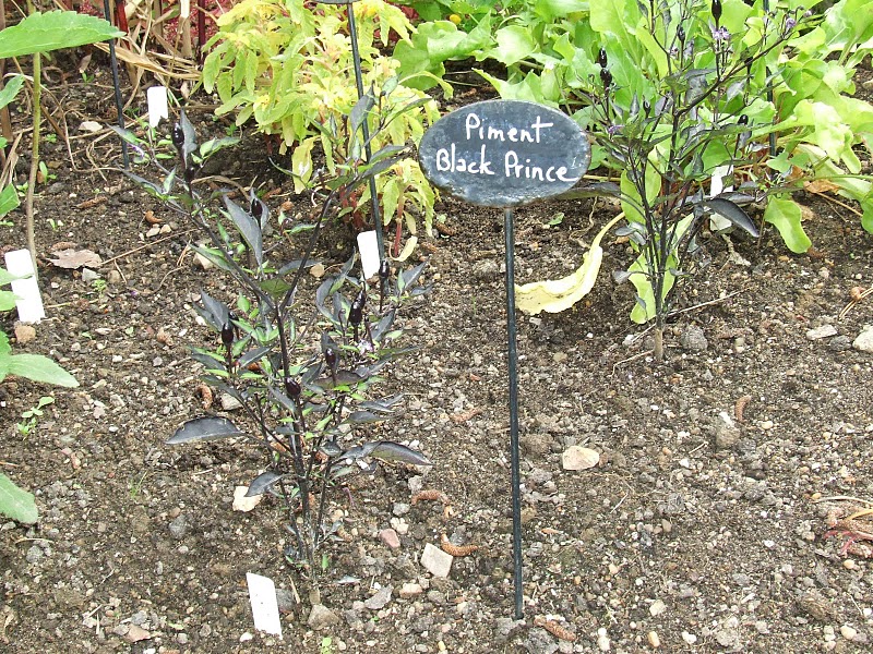Fichier:Piment black prince.jpg