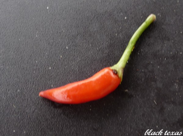 Fichier:Piment black texas-2.jpg