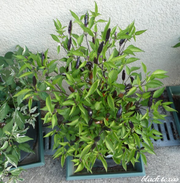 Fichier:Piment black texas.jpg