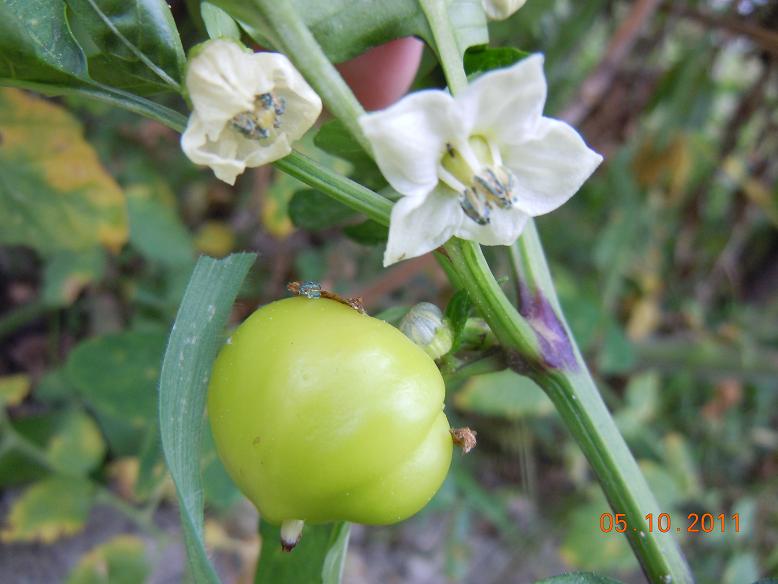 Fichier:Piment botinecka zuta.jpg