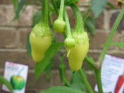 Piment cascabella-2.jpg