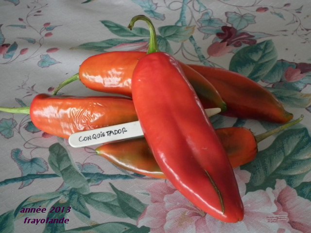 Fichier:Piment conquistador.jpg