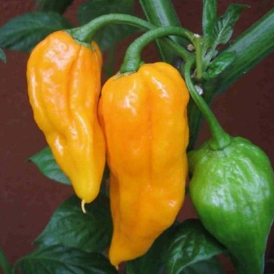 Fichier:Piment fatalii (jaune).jpg