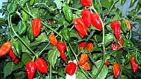 Piment fatalii (red)-1.jpg