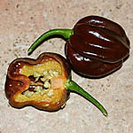 Piment habanero brown-1.jpg
