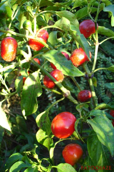 Fichier:Piment hot cherry-1.jpg