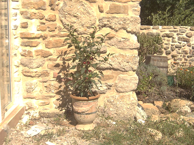 Fichier:Piment hot cherry.jpg