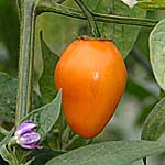Piment rocoto de seda.jpg