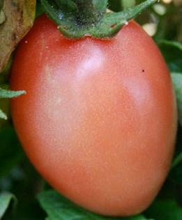 Fichier:Pink thai egg-1.jpg