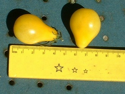 Fichier:Poire jaune.jpg