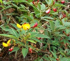 Fichier:Pois d angole-1.jpg