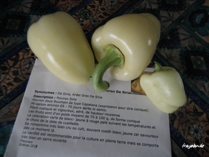 Fichier:Poivron Sirie-2.jpg