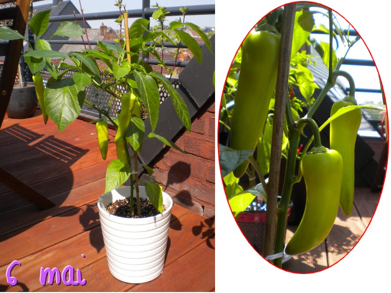 Fichier:Poivron banane doux.jpg