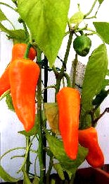 Poivron barancio-1.jpg