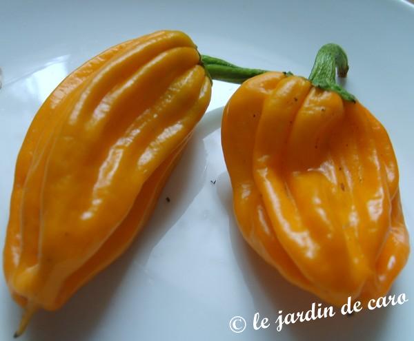 Fichier:Poivron petit marseillais.jpg