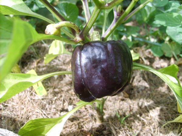 Fichier:Poivron purple beauty-1.jpg